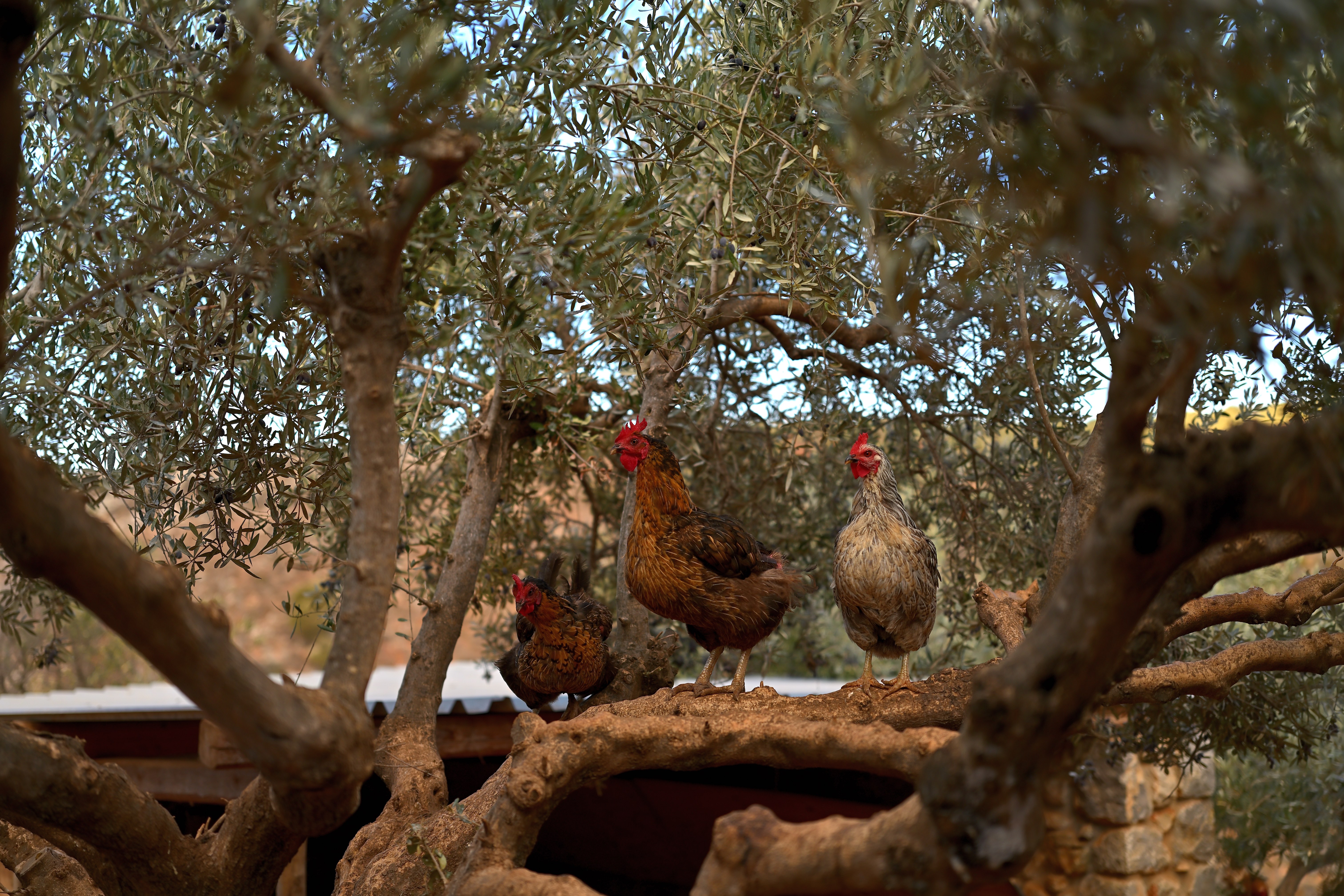 Chicken gang