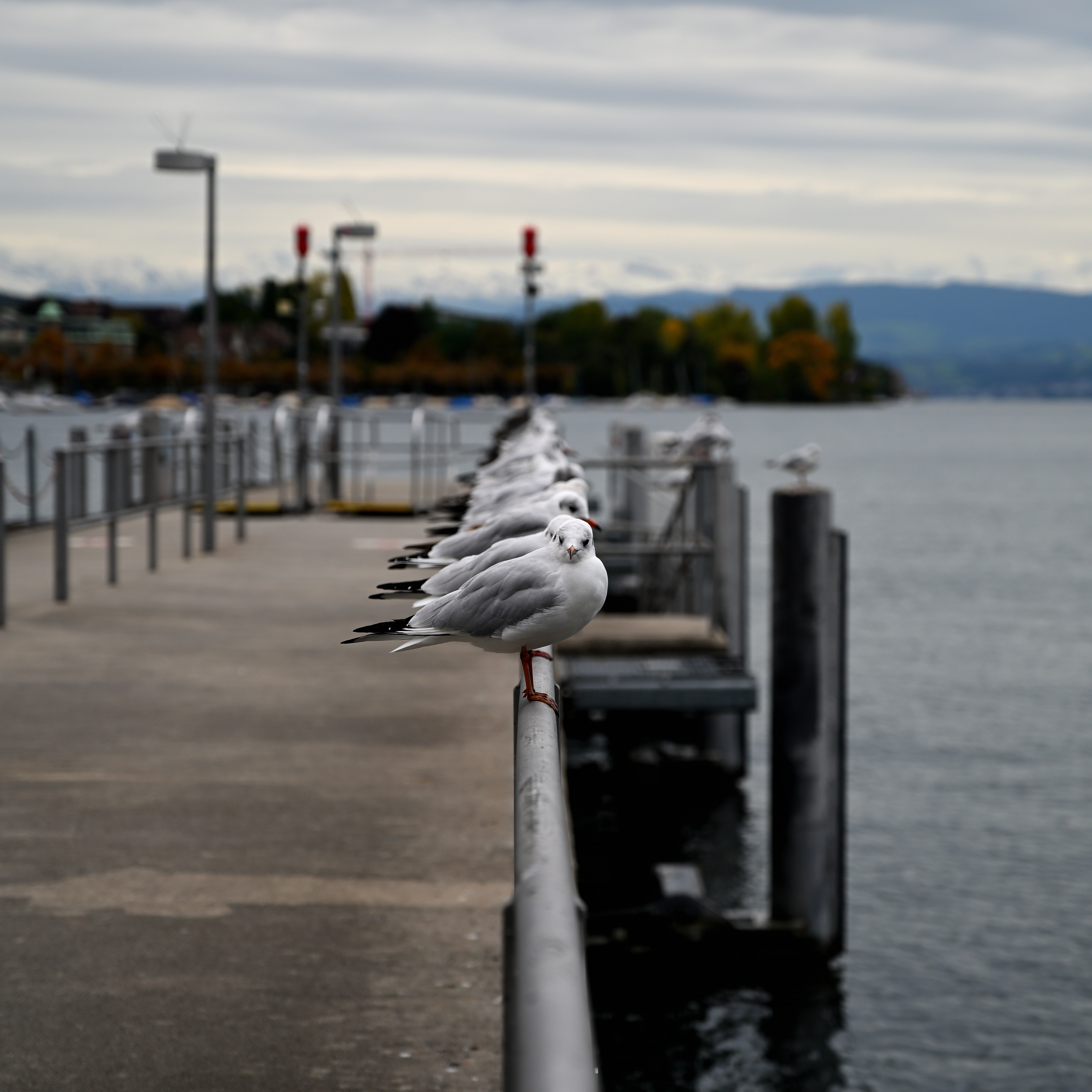 Soldiers lined up