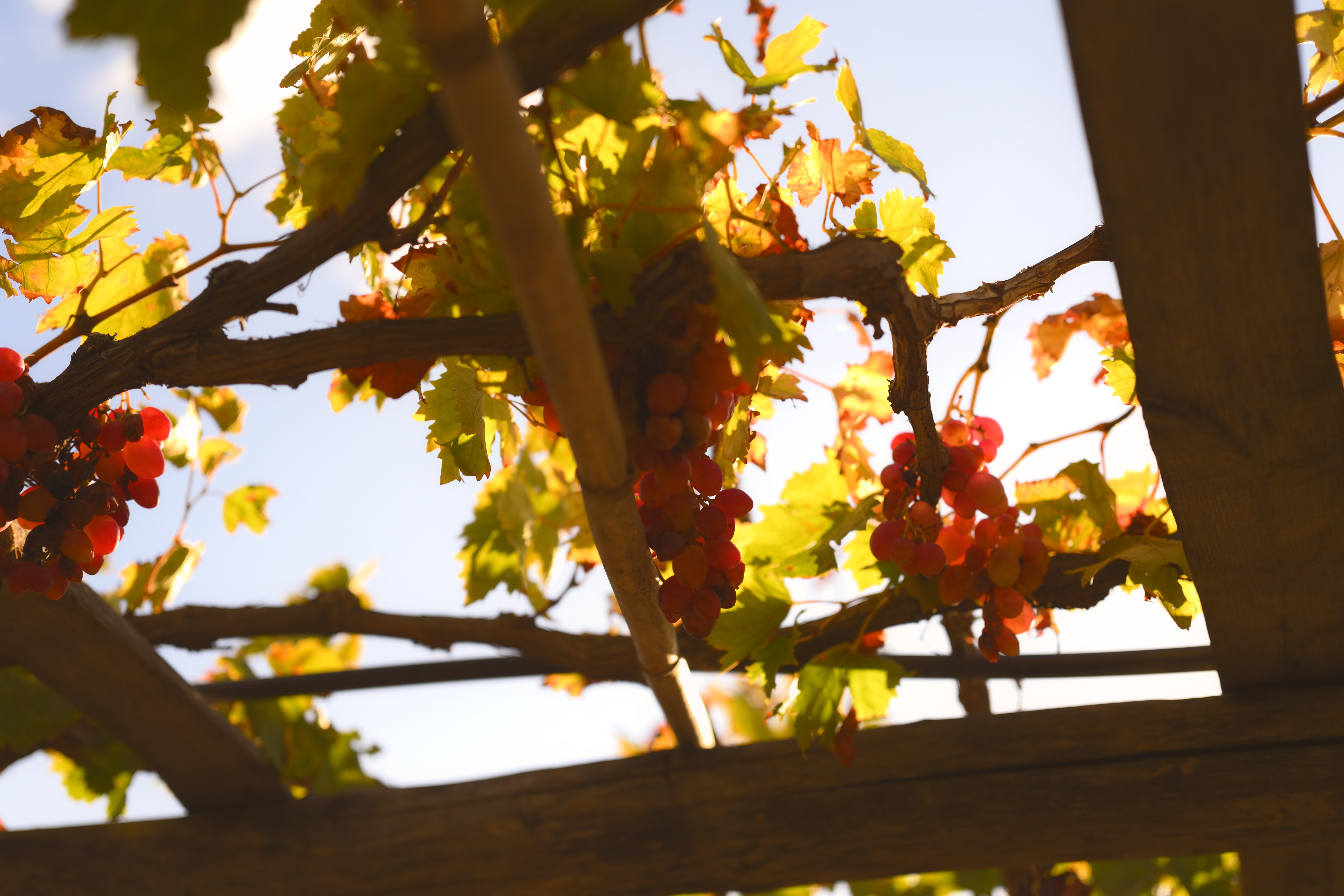 Vines