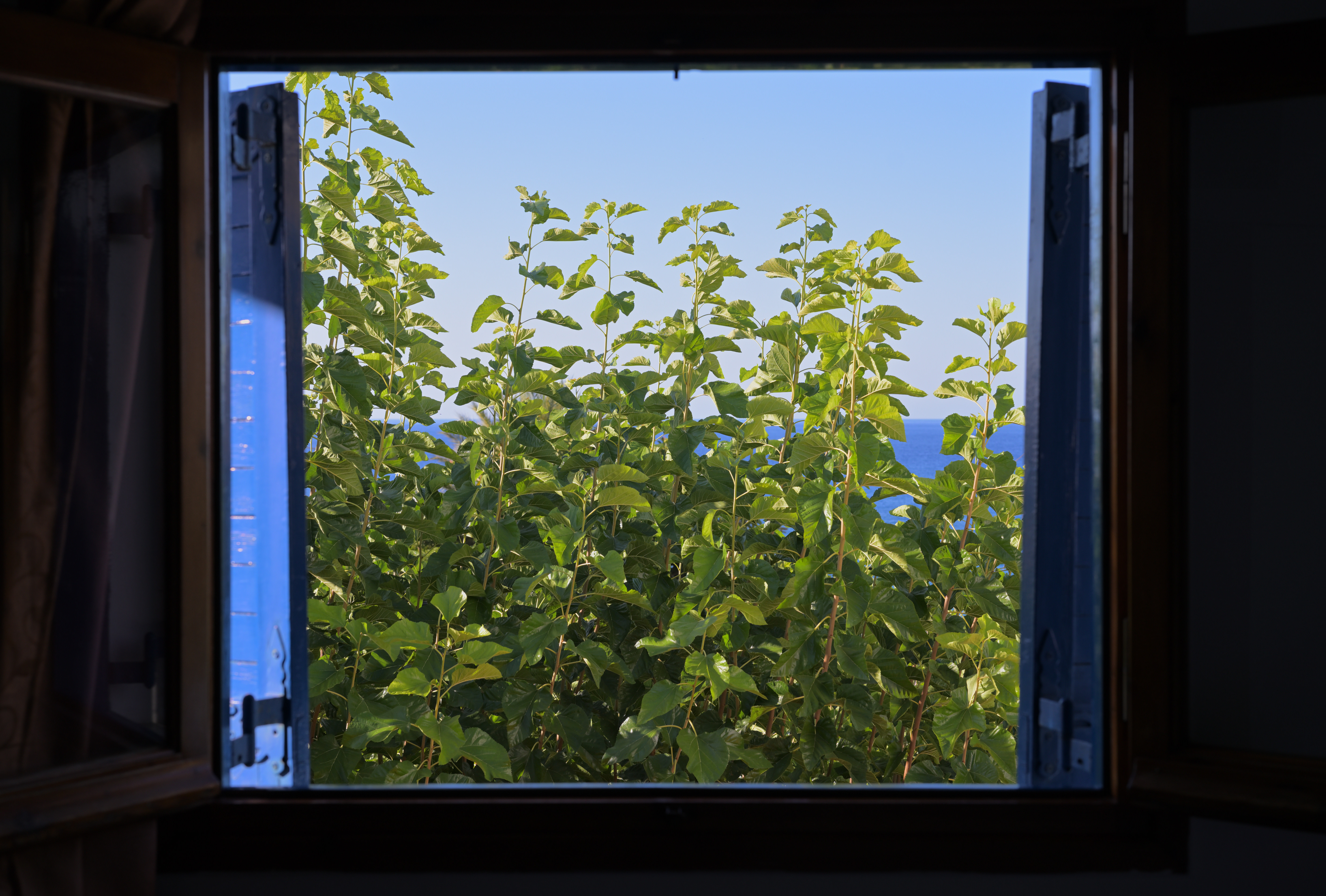 Window view