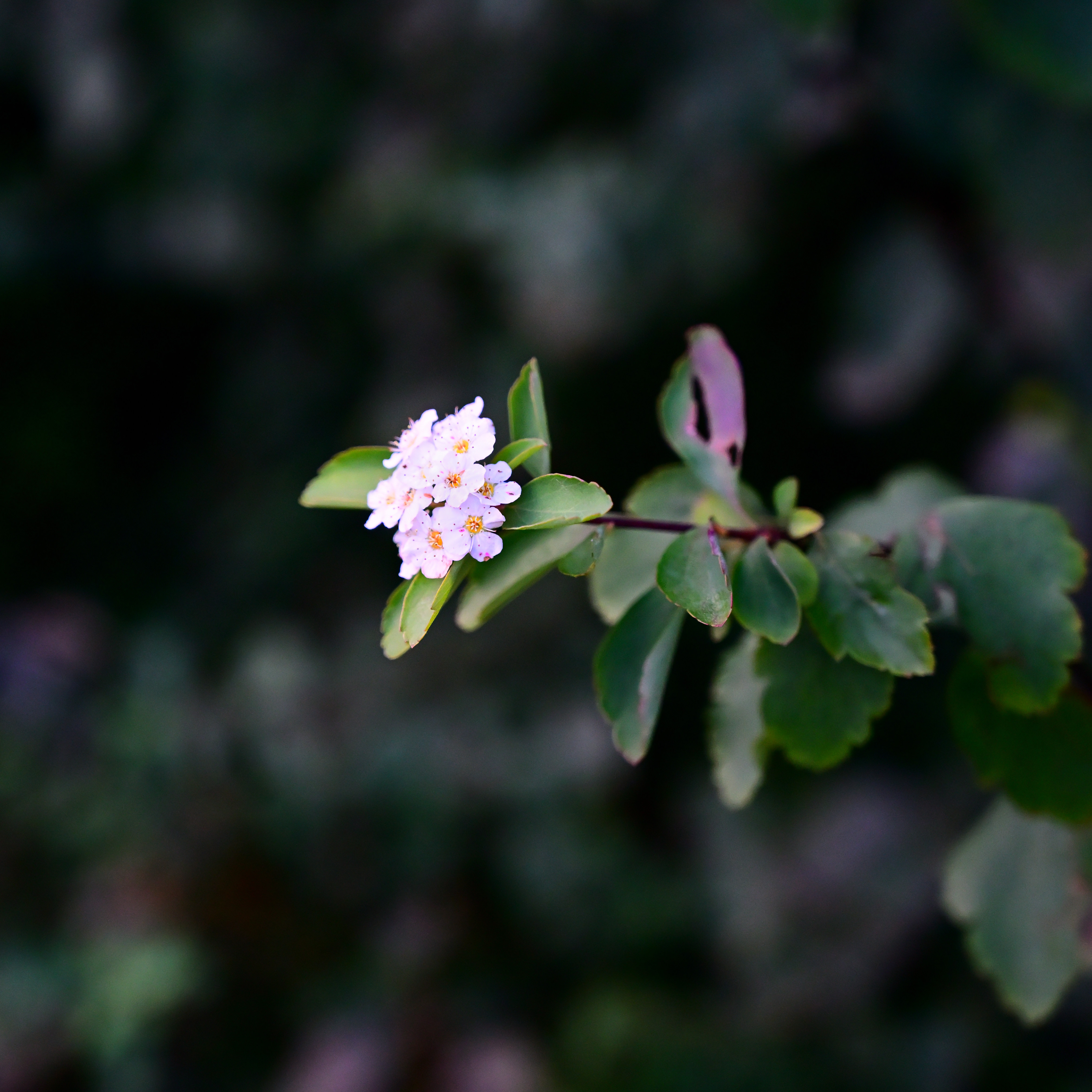 Yet another plant